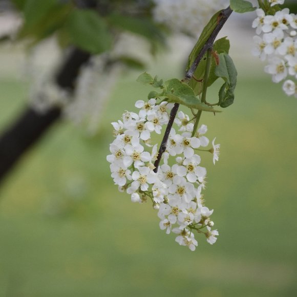 Meet your Posher, Brenda - Picture 1 of 1